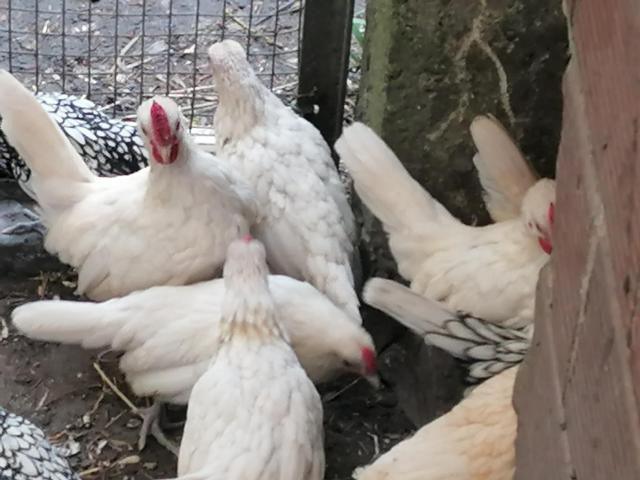 Photo jeunes poules sebright citron ou blanc ou brun ou argenté image 3/6