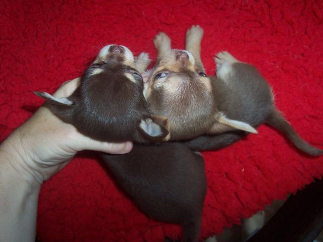 Photo Joli Chiot CHIHUAHUA Lof image 3/3