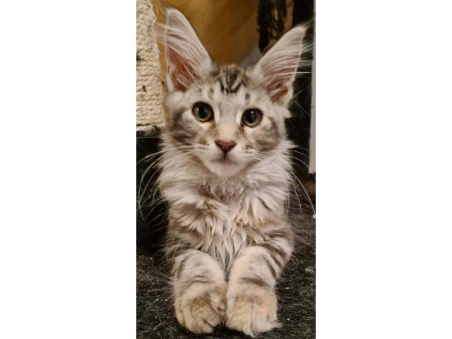 Photo Jolies Chatons Maine Coon avec Pedigree a vendre au Luxembourg image 3/3