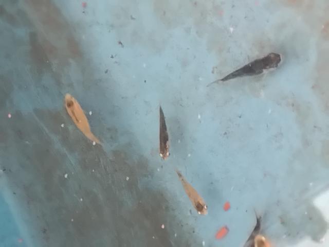 Photo Koii image 3/6