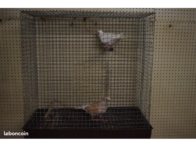 Photo la cage avec un couple de tourterelles image 3/3
