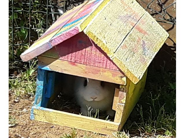 Photo Lapin à donner image 3/3