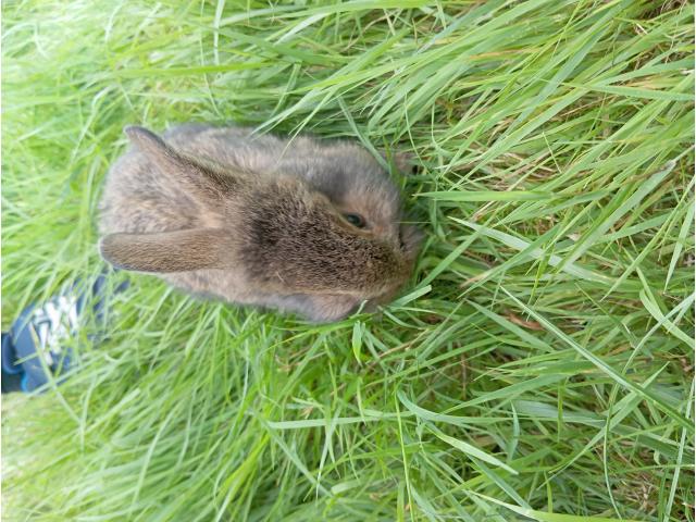 Photo Lapin croisé image 3/6