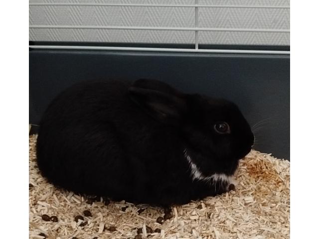 Photo lapin nain image 3/3