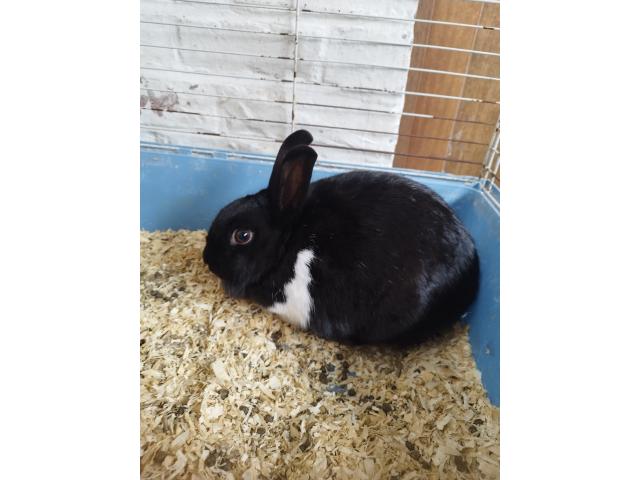 Photo Lapin nain image 3/6