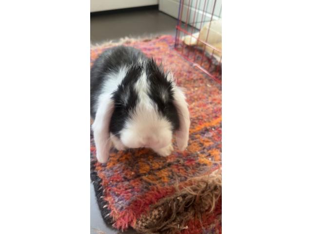 Photo Lapin nain hollandais oreilles tombantes image 3/6