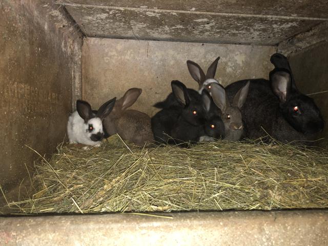 Photo lapins fermiers. image 3/3