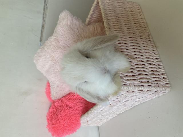 Photo Lapins minilop image 3/6