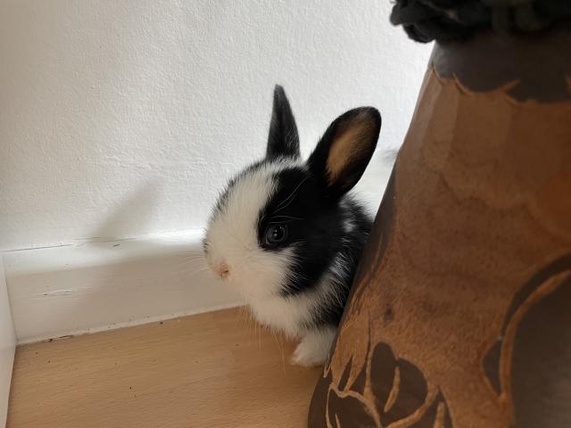 Photo Lapins nains 4 semaines image 3/3
