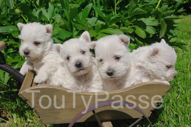 Photo Les chiens de la Bistade élevage de jack russel, bouledogue, cockers, teckels, westies, spitz, boxer image 3/5