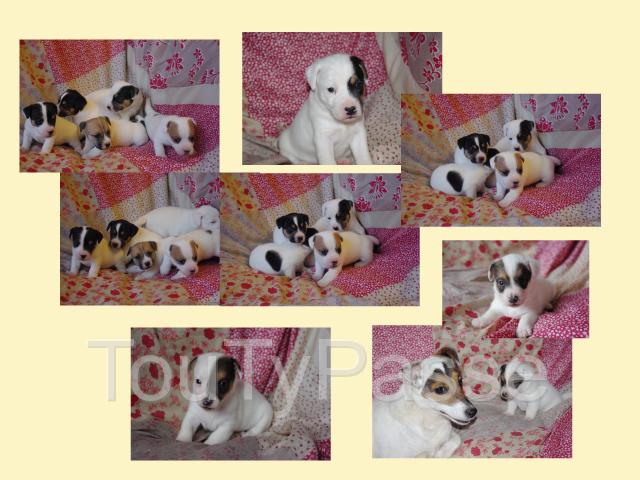 Photo Les chiens de la Bistade élevage de jack russel, bouledogue, cockers, teckels, westies, spitz, boxer image 3/5