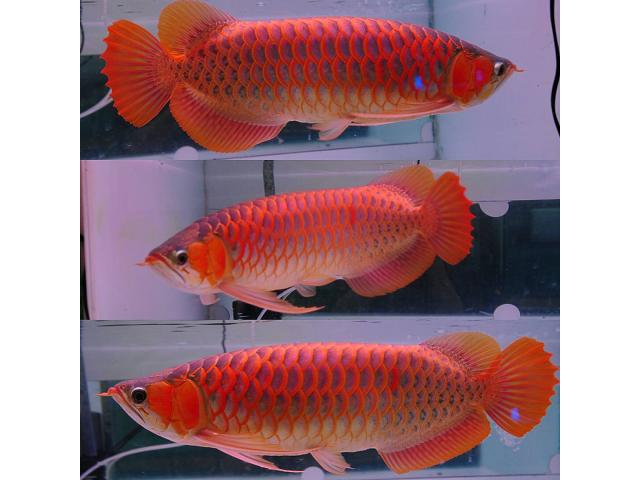 Photo Les magnifiques poissons arowana asiatiques super rouges et image 3/3