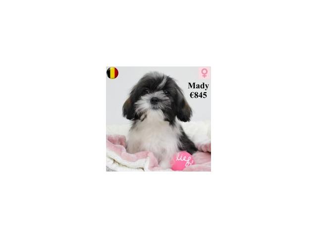 Photo Lhassa Apso - jeunes chiens nés en 09-10/2024 image 3/6