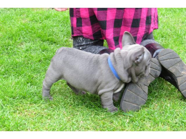 Photo Litière de qualité 7 Blue & Blue Pied French Bull Dogs image 3/3