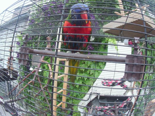 Photo Loriquet image 3/4