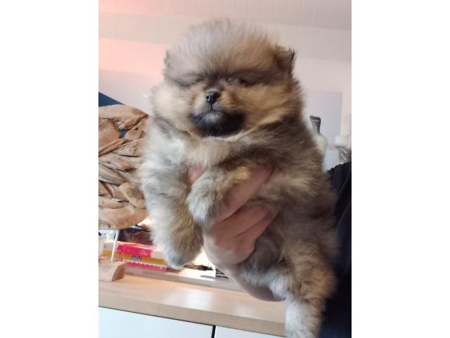Photo Loulou pomeranie ( spitz nain) image 3/4