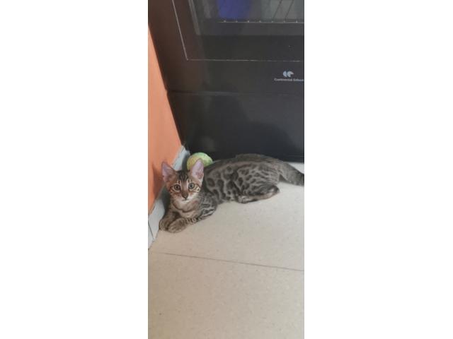 Photo Mafnifiques Chatons Bengal LOOF image 3/4