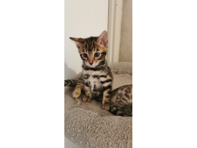 Photo Mafnifiques Chatons Bengal LOOF image 3/5