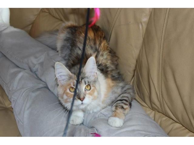 Photo Magnifique chat a donner image 3/4