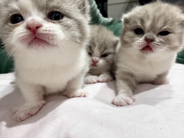 Photo Magnifique chaton British shorthair image 3/5