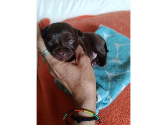 Photo Magnifique chiot chihuahua image 3/5