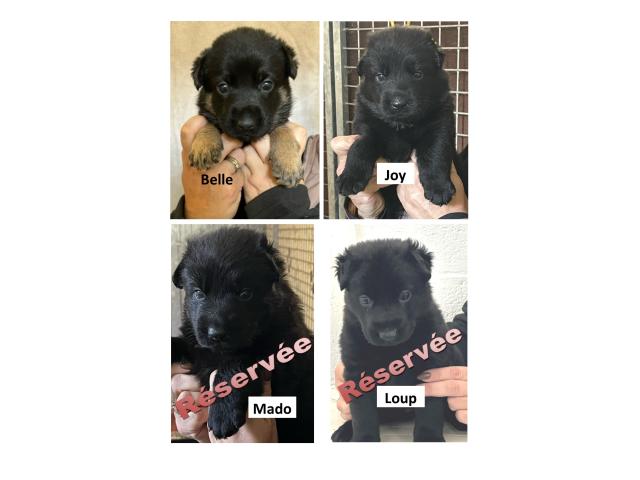 Photo magnifique chiots berger allemand image 3/6