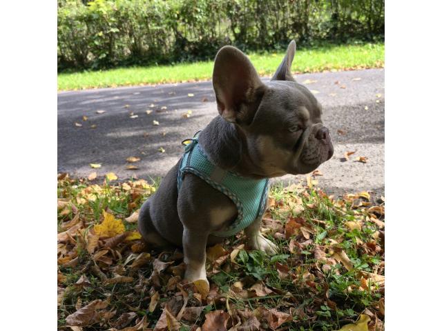 Photo Magnifique femelle bouledogue français image 3/3