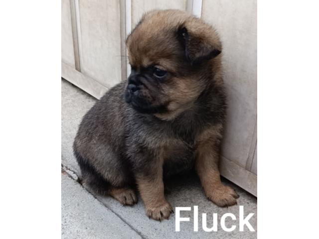 Photo magnifique pug pom (Carlin Loulou de Poméranie) image 3/5