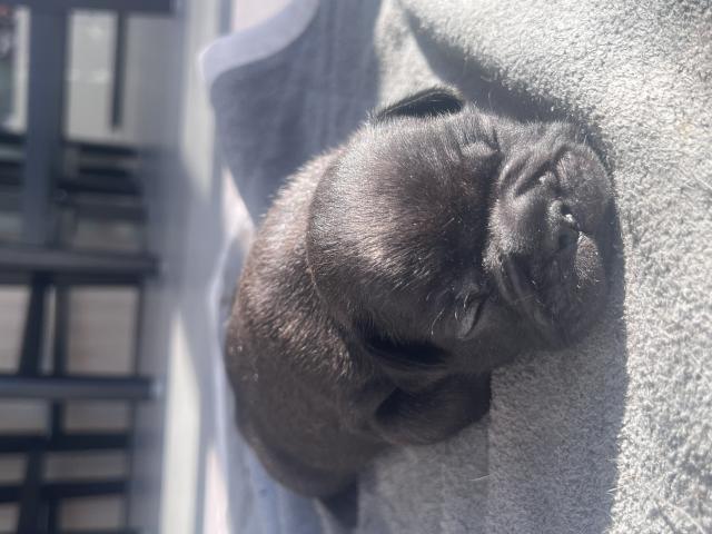 Photo Magnifiques bouledogue français image 3/6