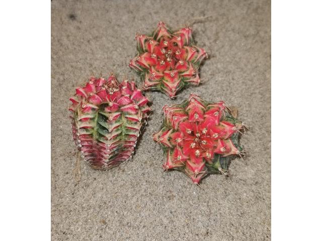 Photo Magnifiques Cactus Gymnocalycium Mihanovichii image 3/4