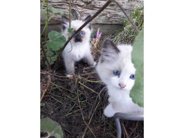 Photo Magnifiques chatons Ragdoll à vendre image 3/6