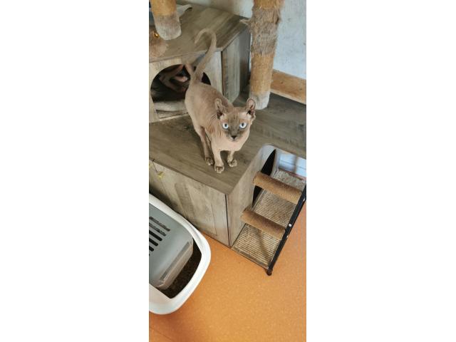 Photo Magnifiques chats nus Dwelf et Elf image 3/3