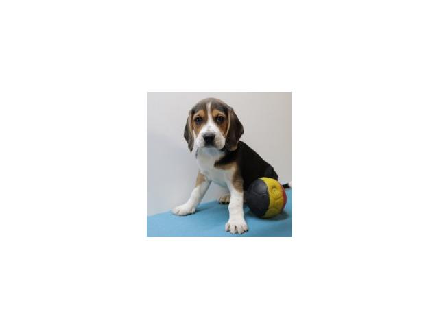 Photo Magnifiques chiots Beagle image 3/6