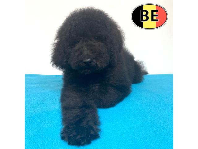 Photo Magnifiques chiots Caniche Royal image 3/6