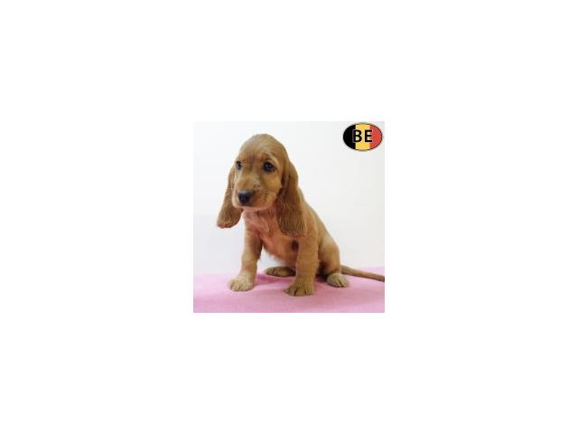 Photo Magnifiques chiots Cocker anglais roux image 3/6