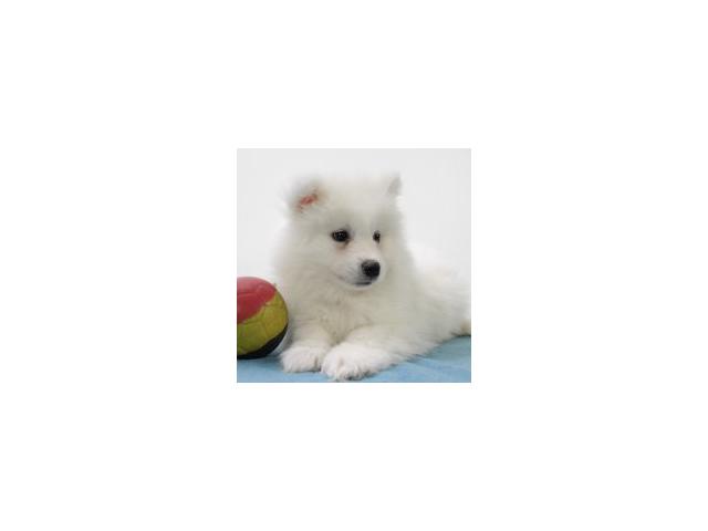 Photo Magnifiques chiots Samoyede image 3/6