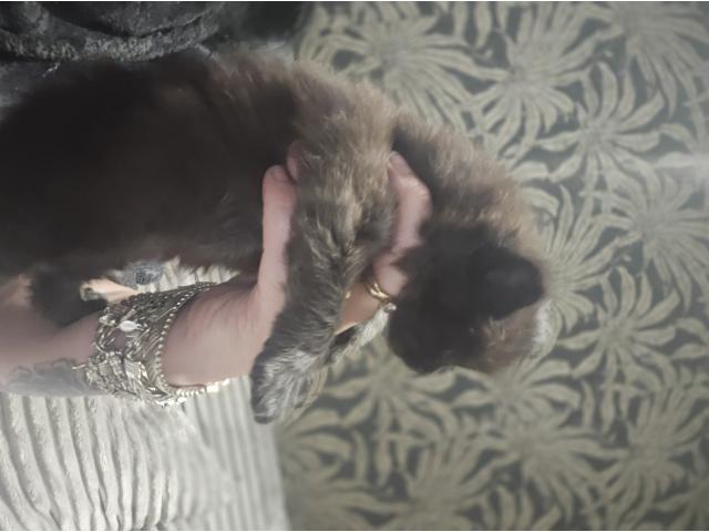 Photo Main coon image 3/3
