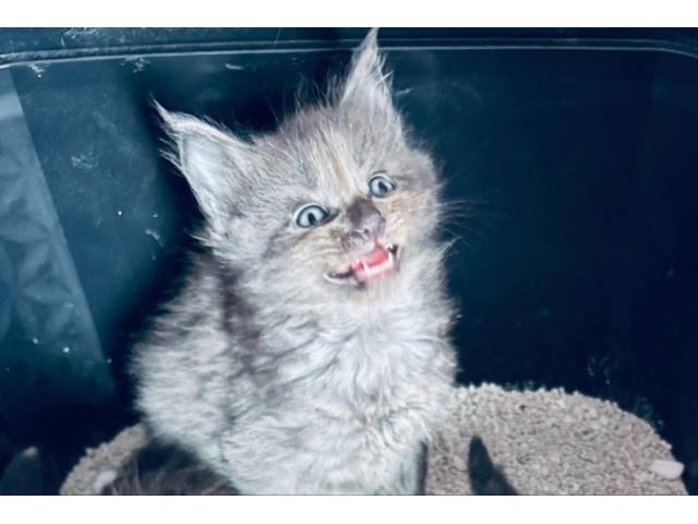 Photo Main coon image 3/3