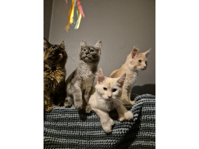 Photo Main coon image 3/3