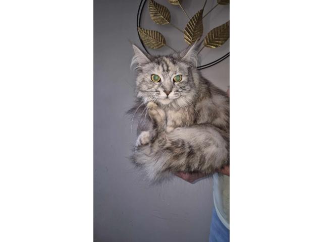 Photo Maine coon image 3/6