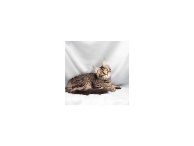 Photo Maine Coon - Splendides chatons à vendre image 3/6