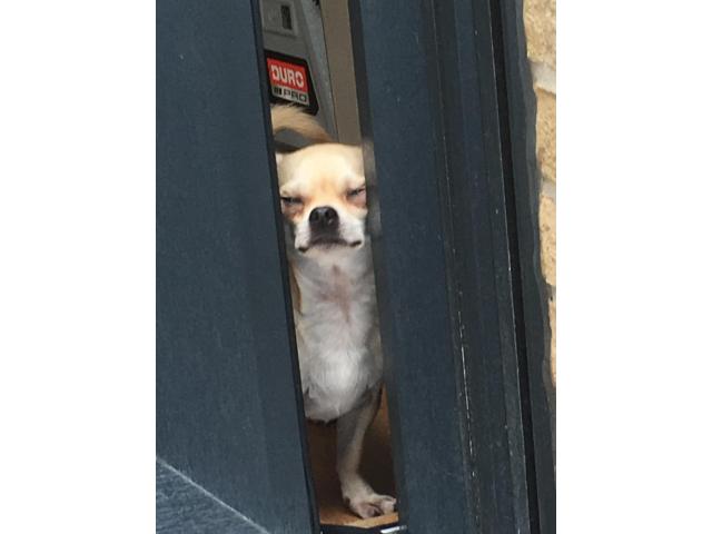 Photo Mâle chihuahua pour saillie image 3/6