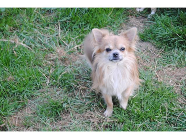 Photo male chihuahua stérilisé. image 3/3
