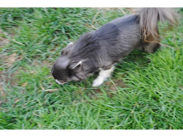 Photo Male chihuahua stérilisé image 3/3