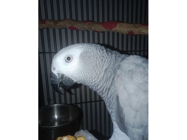 Photo Male disponible image 3/3