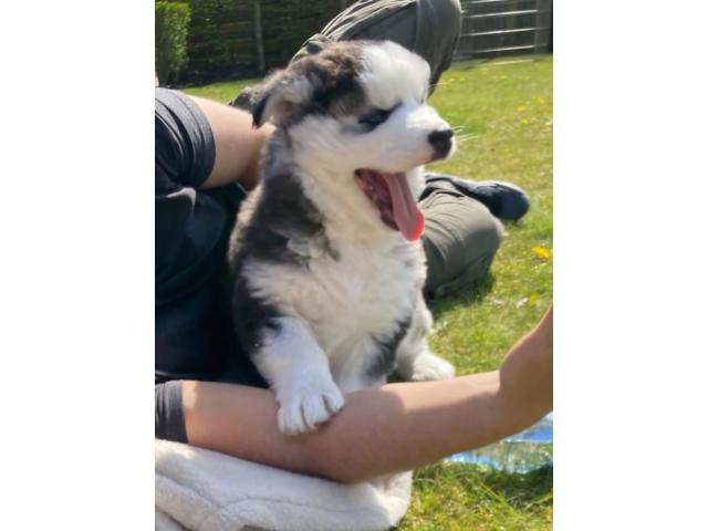 Photo Mâle husky pour saillie image 3/6