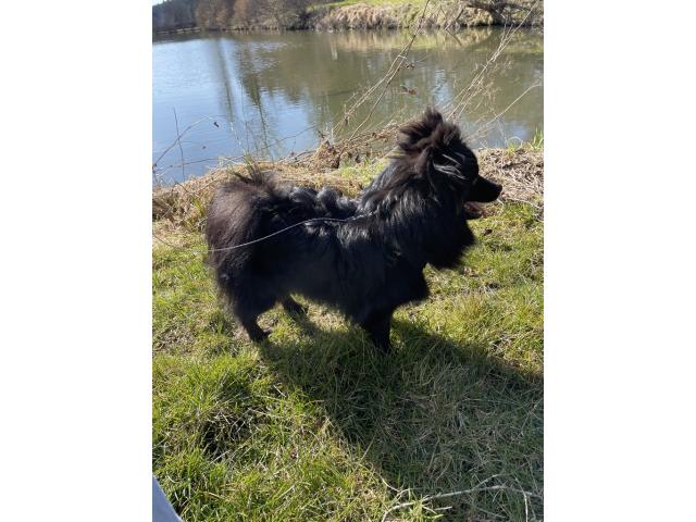Photo Mâle pour la Saillie spitz allemand image 3/6