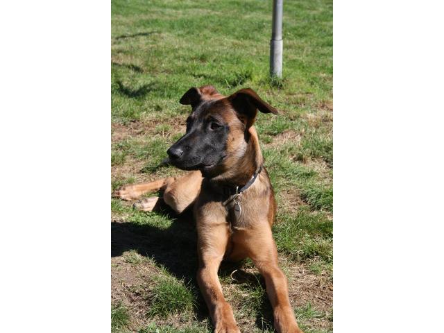 Photo malinois a donner image 3/4