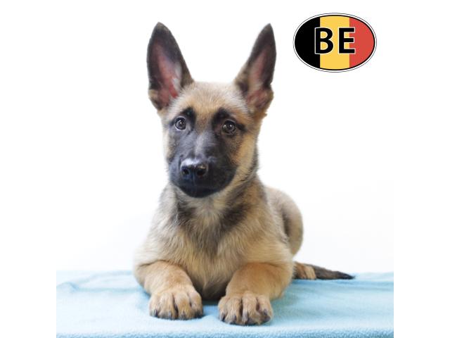 Photo Malinois - Splendides chiots à vendre image 3/6