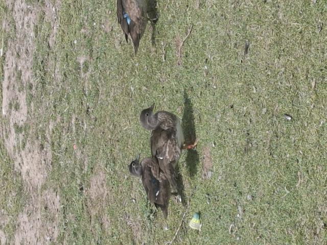 Photo Mandarins, carolins,  oie image 3/3